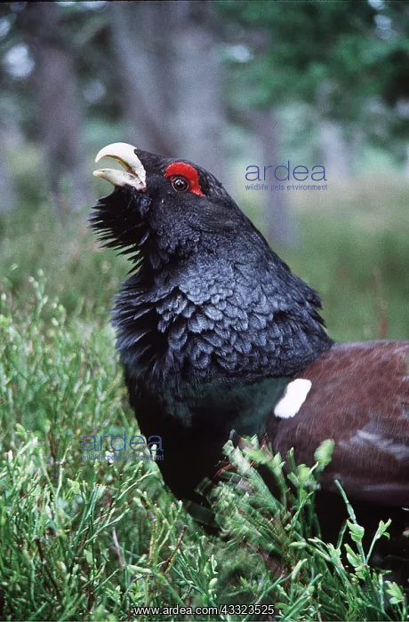 : CAPERCAILLIE - male, close-up calling : CAPERCAILLIE - male, close-up calling