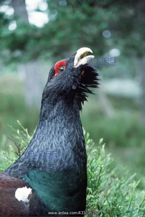 : CAPERCAILLIE - male crowing, close-up : CAPERCAILLIE - male crowing, close-up