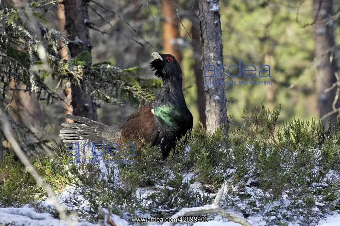 : Capercaillie - male displaying : Capercaillie - male displaying