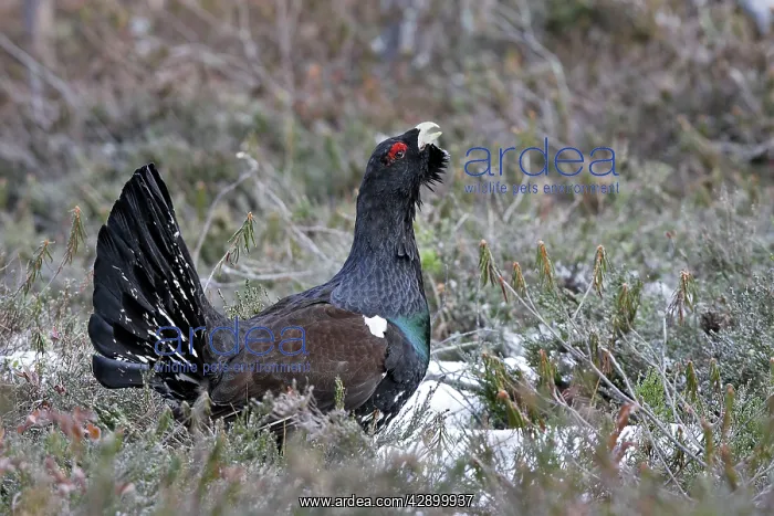 : Capercaillie - male displaying : Capercaillie - male displaying