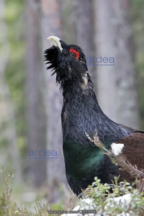 : Capercaillie - male displaying : Capercaillie - male displaying