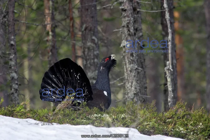 : Capercaillie - male displaying : Capercaillie - male displaying