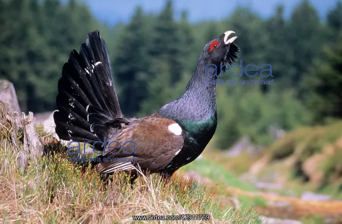 : CAPERCAILLIE - male displaying : CAPERCAILLIE - male displaying
