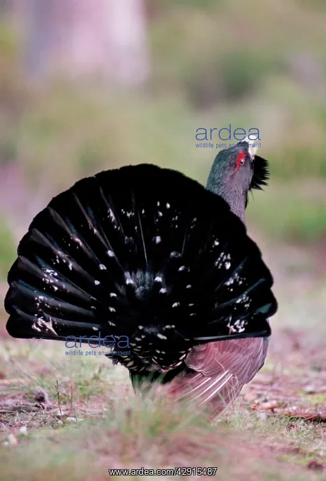 : CAPERCAILLIE - male displaying : CAPERCAILLIE - male displaying