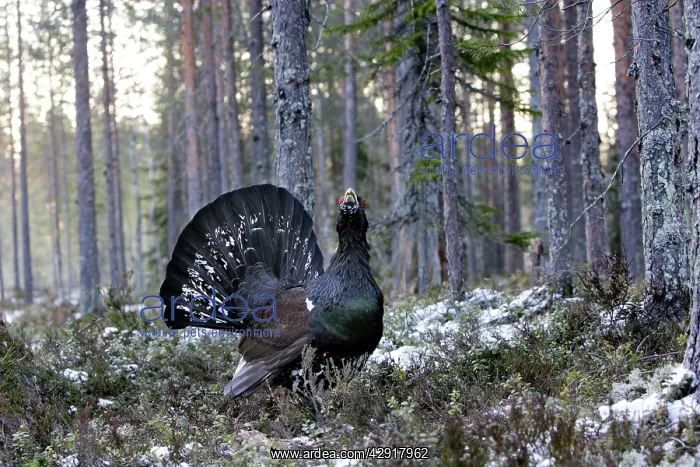 : Capercaillie - male displaying : Capercaillie - male displaying