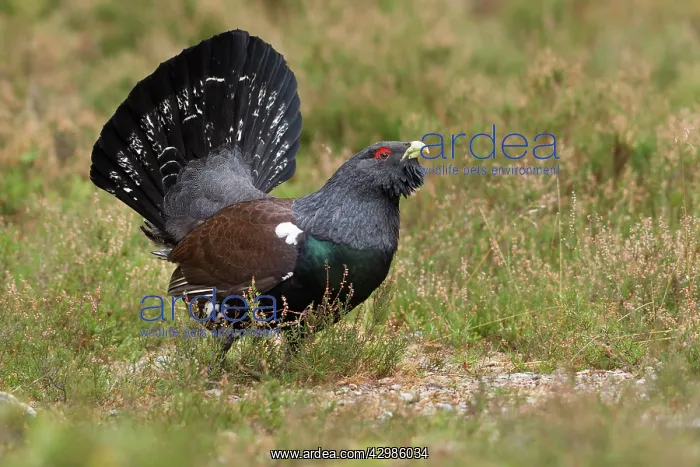 : Capercaillie - male displaying : Capercaillie - male displaying
