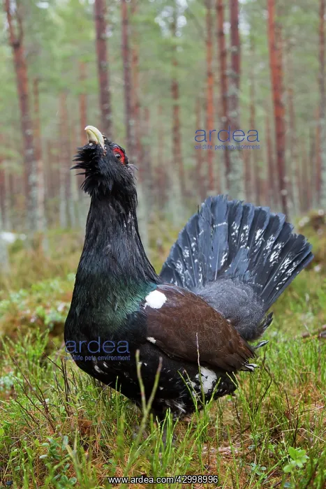: Capercaillie - male displaying : Capercaillie - male displaying