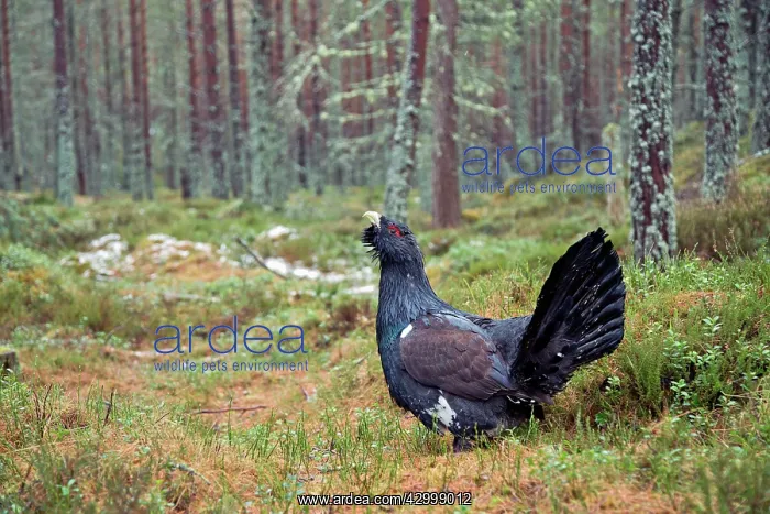 : Capercaillie - male displaying : Capercaillie - male displaying