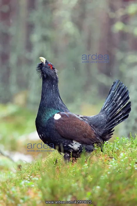  : Capercaillie - male displaying