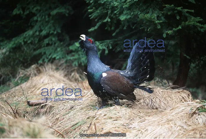 : CAPERCAILLIE - male displaying : CAPERCAILLIE - male displaying
