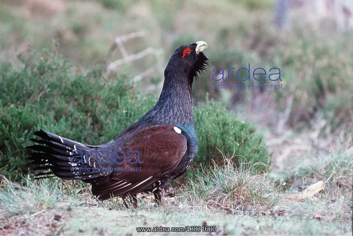 : CAPERCAILLIE - male, displaying : CAPERCAILLIE - male, displaying