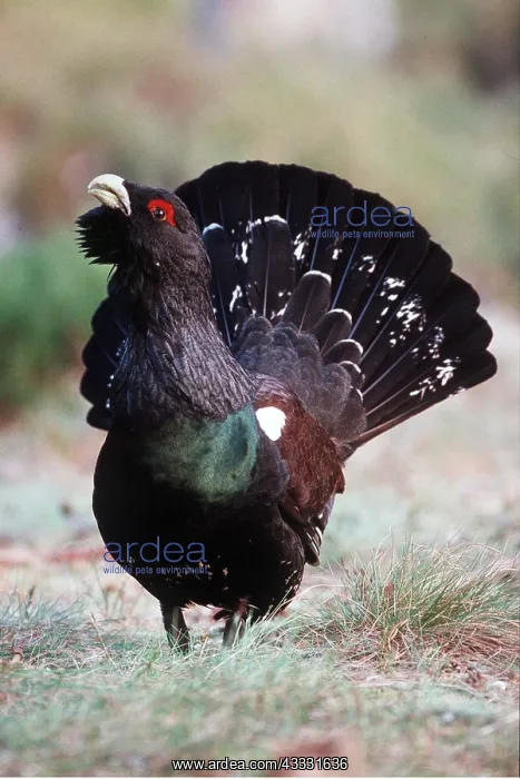 : CAPERCAILLIE - male, displaying : CAPERCAILLIE - male, displaying