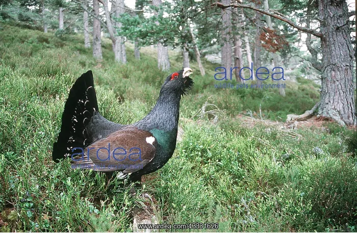 : CAPERCAILLIE - male, displaying & calling : CAPERCAILLIE - male, displaying & calling