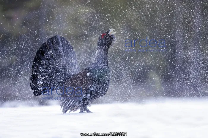 : Capercaillie - male displaying creating snow flurry : Capercaillie - male displaying creating snow flurry