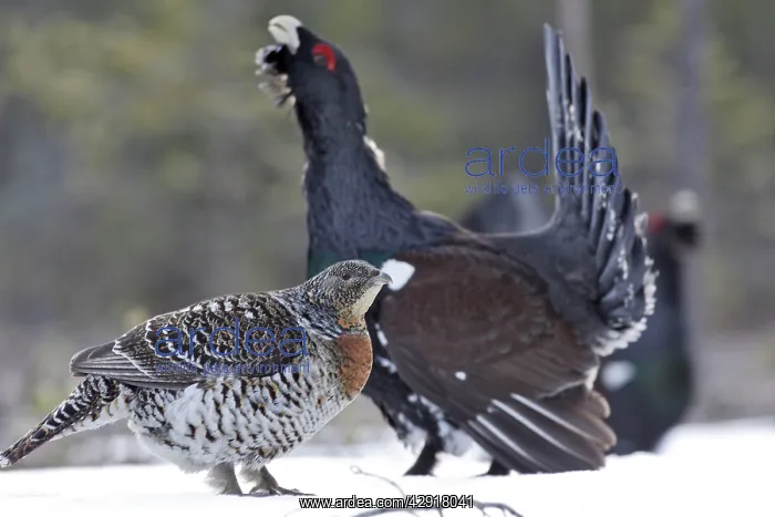 : Capercaillie - male displaying to female in snow - courtship : Capercaillie - male displaying to female in snow - courtship