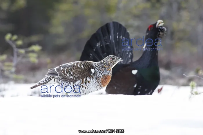 : Capercaillie - male displaying to female in snow - courtship : Capercaillie - male displaying to female in snow - courtship