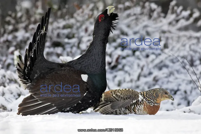 : Capercaillie - male displaying to female in snow - courtship : Capercaillie - male displaying to female in snow - courtship