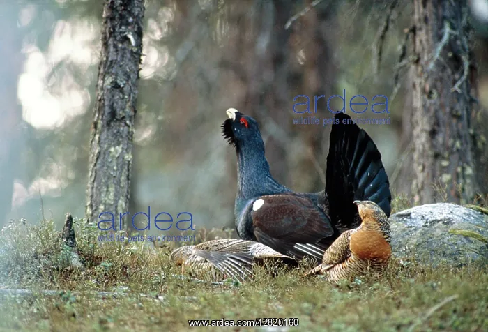 : CAPERCAILLIE - male displaying to two females : CAPERCAILLIE - male displaying to two females