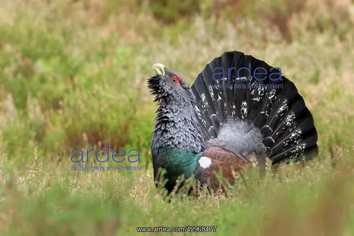 : Capercaillie - male displaying amongst heather - February : Capercaillie - male displaying amongst heather - February