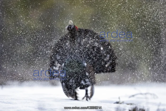 : Capercaillie - male displaying in snow : Capercaillie - male displaying in snow