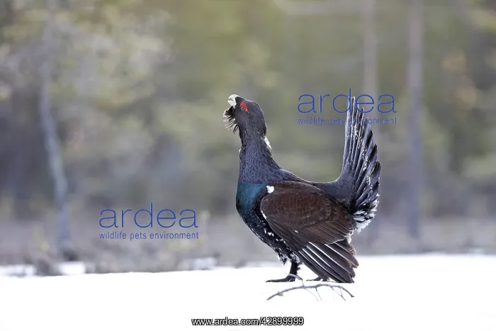 : Capercaillie - male displaying in snow : Capercaillie - male displaying in snow