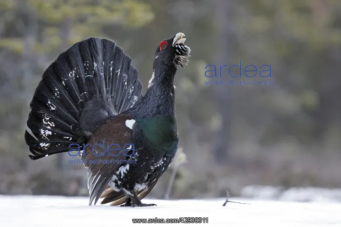 : Capercaillie - male displaying in snow : Capercaillie - male displaying in snow