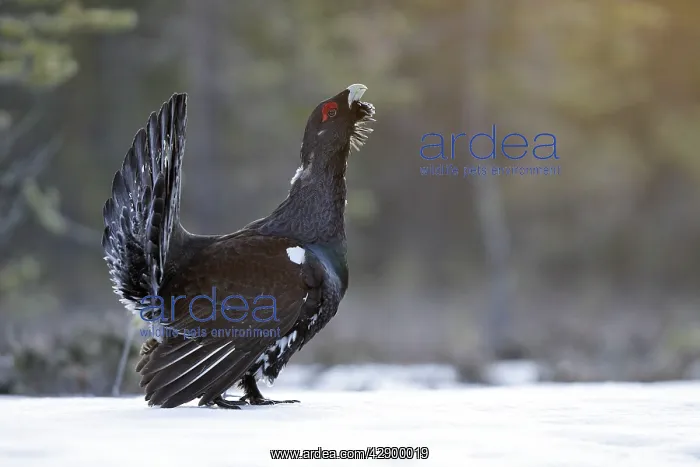  : Capercaillie - male displaying in snow