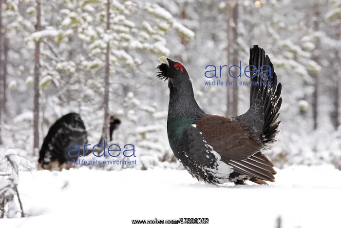 : Capercaillie - male displaying in snow : Capercaillie - male displaying in snow