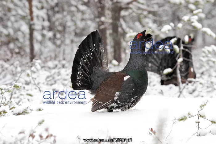 : Capercaillie - male displaying in snow : Capercaillie - male displaying in snow