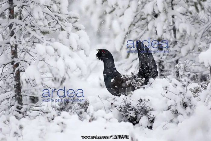 : Capercaillie - male displaying in snow : Capercaillie - male displaying in snow