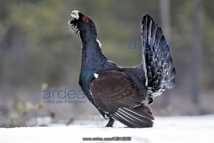 : Capercaillie - male displaying in snow : Capercaillie - male displaying in snow