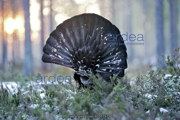 : Capercaillie - male displaying - back view showing tail : Capercaillie - male displaying - back view showing tail