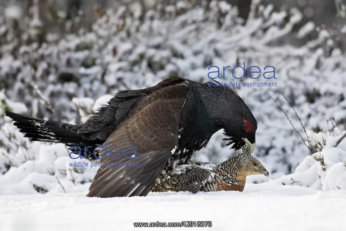 : Capercaillie - male & female mating : Capercaillie - male & female mating