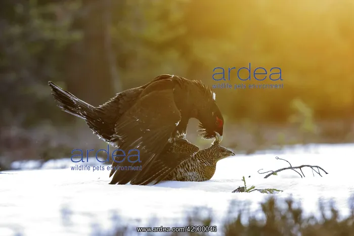 : Capercaillie - male & female mating - courtship : Capercaillie - male & female mating - courtship