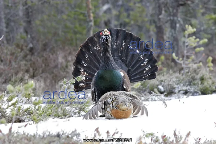 : Capercaillie - male & female mating - courtship : Capercaillie - male & female mating - courtship