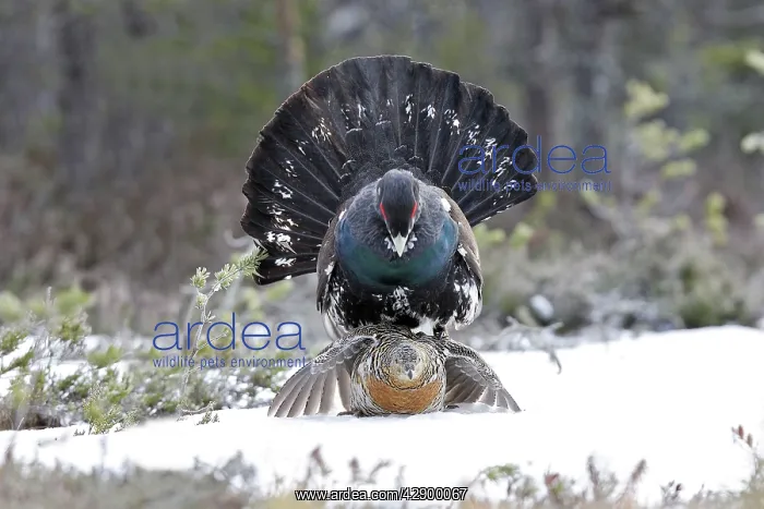 : Capercaillie - male & female mating - courtship : Capercaillie - male & female mating - courtship