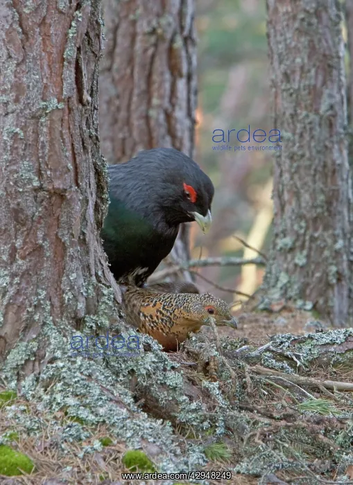  : Capercaillie - male & hen copulating in old Caledonian