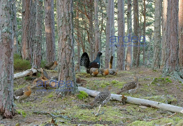 : Capercaillie - male & Hens Displaying On Lek in : Capercaillie - male & Hens Displaying On Lek in