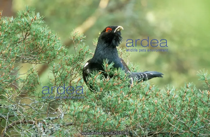 : CAPERCAILLIE - male in tree : CAPERCAILLIE - male in tree