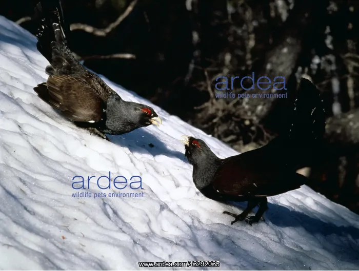 : CAPERCAILLIE - two males displaying : CAPERCAILLIE - two males displaying