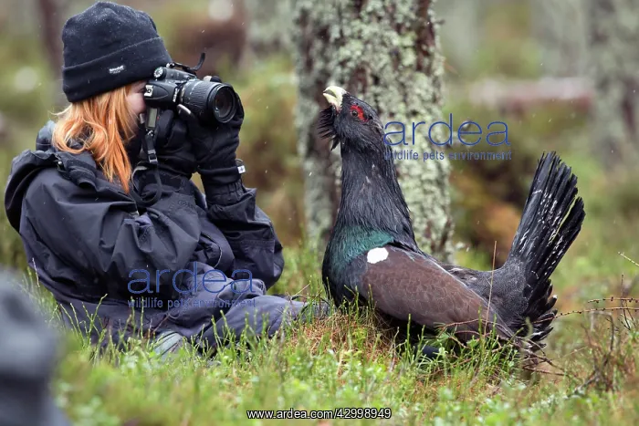 : Capercaillie - and photographer : Capercaillie - and photographer