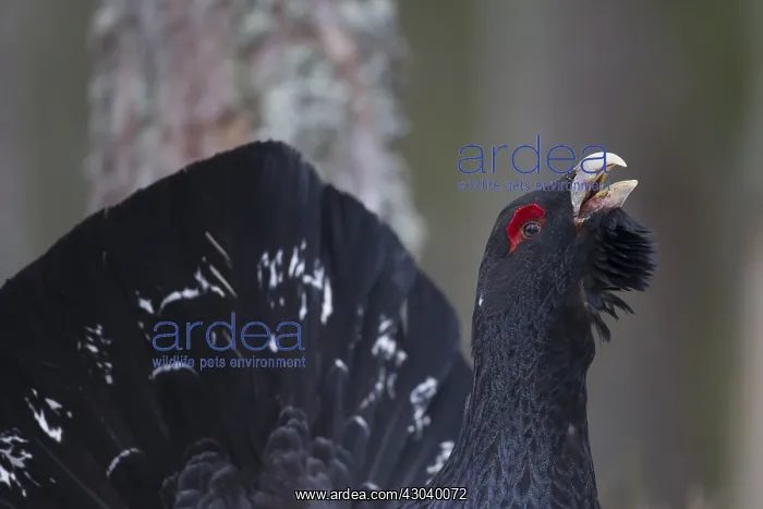 : Capercaillie - portrait of displaying cock - Dalarna, Sweden : Capercaillie - portrait of displaying cock - Dalarna, Sweden