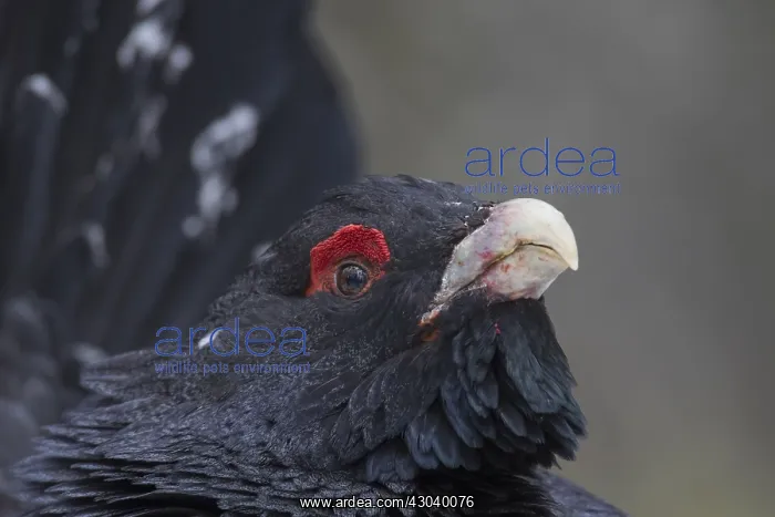 : Capercaillie - portrait of displaying cock - Dalarna, Sweden : Capercaillie - portrait of displaying cock - Dalarna, Sweden