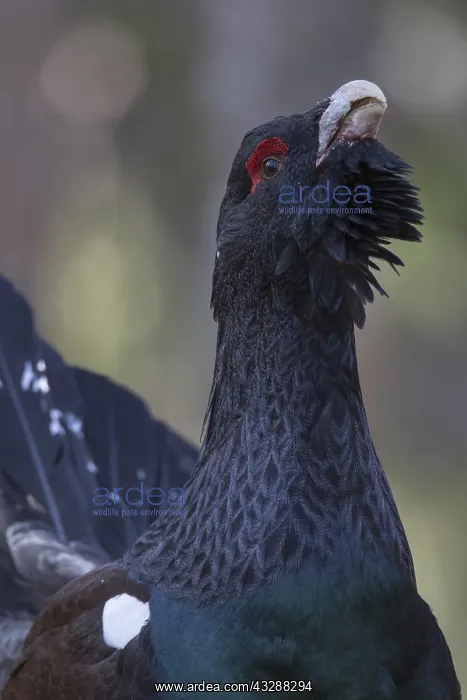  : Capercaillie - portrait of displaying cock - Dalarna