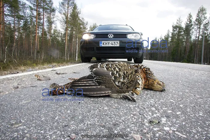 : Capercaillie - roadkill - female killed by car : Capercaillie - roadkill - female killed by car