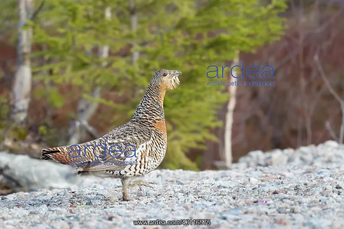 : Capercaillie (Tetrao urogallus) female, walking on gravel : Capercaillie (Tetrao urogallus) female, walking on gravel