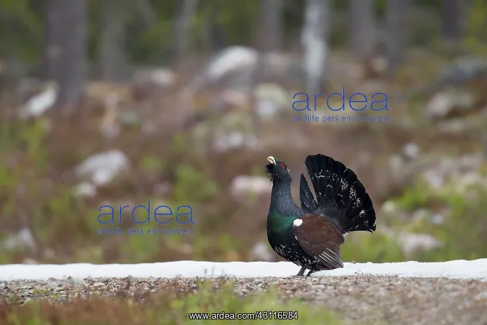: Capercaillie (Tetrao urogallus) male calling in a forest : Capercaillie (Tetrao urogallus) male calling in a forest