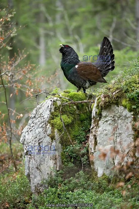 : Capercaillie (Tetrao urogallus ) male displaying : Capercaillie (Tetrao urogallus ) male displaying