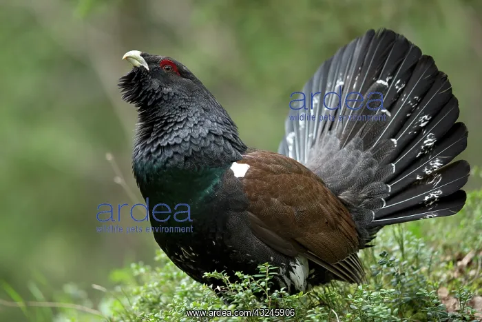 : Capercaillie (Tetrao urogallus ) male displaying : Capercaillie (Tetrao urogallus ) male displaying