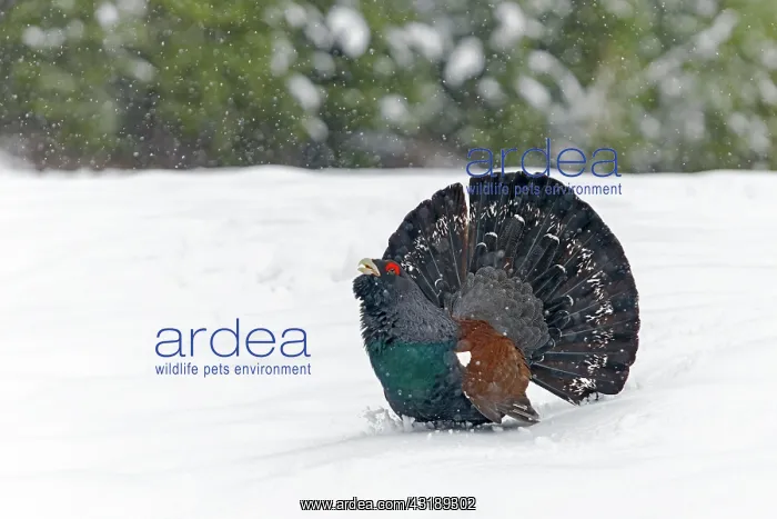 : Capercaillie (Tetrao urogallus) in the snow, Tyrol : Capercaillie (Tetrao urogallus) in the snow, Tyrol